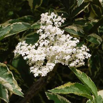 Sambucus nigra Madonna - Gewone vlier