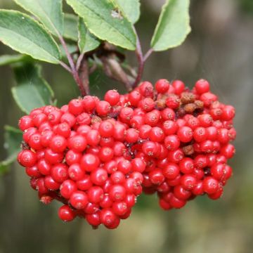 Sambucus racemosa - Trosvlier