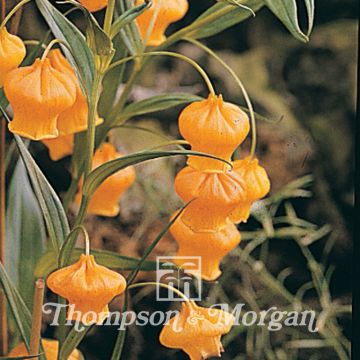 Sandersonia aurantiaca (zaad) - Chinese lantaarn