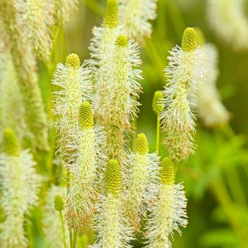 Sanguisorba canadensis - Pimpernel