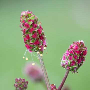 Sanguisorba minor - Kleine pimpernel