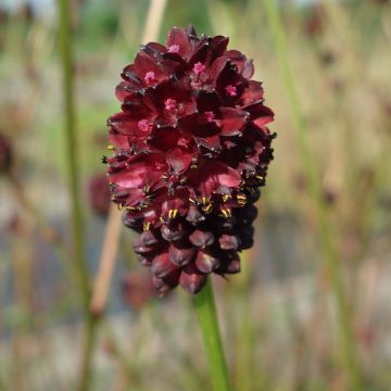 Sanguisorba Chocolate Tip - Grote pimpernel