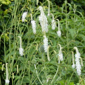 Sanguisorba tenuifolia Alba - Grote pimpernel