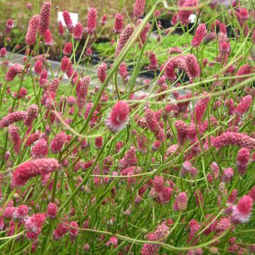 Sanguisorba tenuifolia Pink Elephant - Grote pimpernel