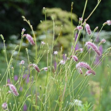 Sanguisorba tenuifolia var. purpurea - Grote pimpernel