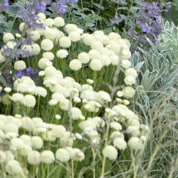 Santolina pinnata subsp neapolitana Edward Bowles - Heiligenbloem