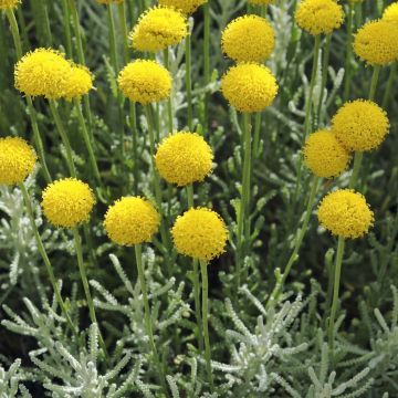 Santolina serratifolia - Heiligenbloem