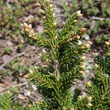 Picea orientalis Jewel - Oosterse spar