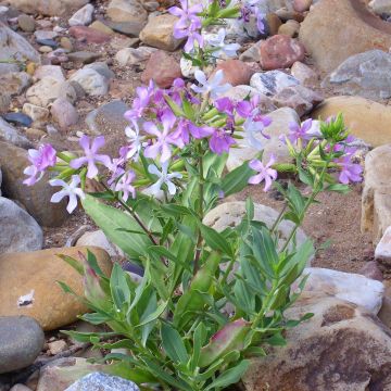 Saponaria officinalis - Zeepkruid