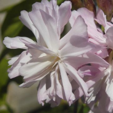 Saponaria officinalis Rosea Plena - Zeepkruid