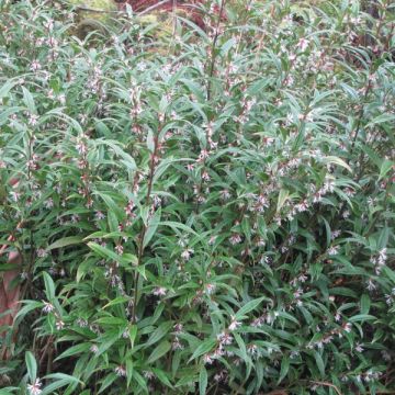 Sarcococca hookeriana digyna - Vleesbes