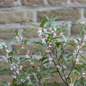 Sarcococca hookeriana Purple Stem - Vleesbes