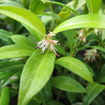 Sarcococca hookeriana humilis - Vleesbes