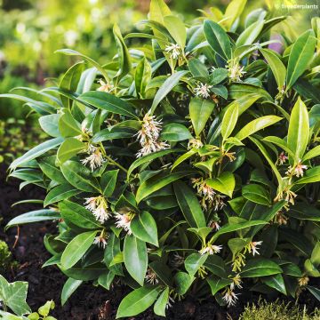 Sarcococca hookeriana var. humilis Fragrant Mountain - Vleesbes