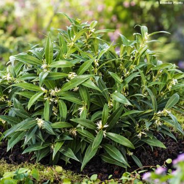 Sarcococca hookeriana humilis Fragrant Valley - Vleesbes