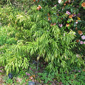 Sarcococca saligna - Vleesbes