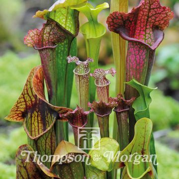 Sarracenia New Hybrids (zaad) - Trompetbekerplant