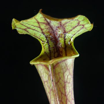 Sarracenia Tygo - Trompetbekerplant