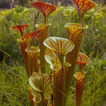 Sarracenia flava ornata Super Ornata - Gele trompetbekerplant