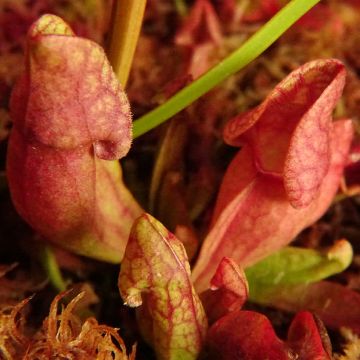 Sarracenia purpurea venosa - Paarse trompetbekerplant