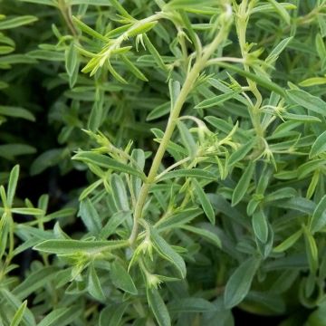 Citroen-bergbonenkruid BIO - Satureja montana