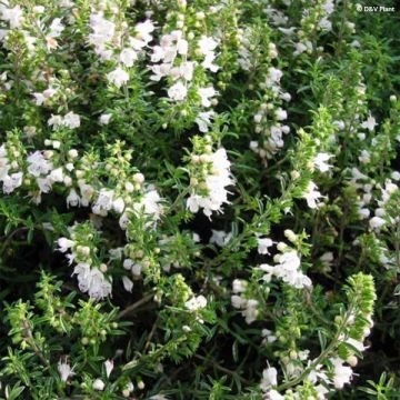 Satureja spicigera - Kruipbonenkruid