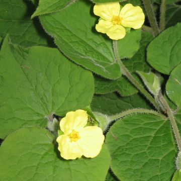 Saruma henryi - Geurende hoefbloem