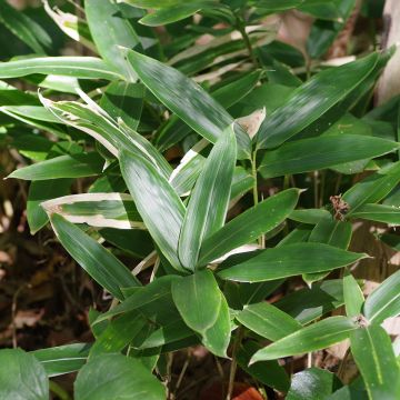 Sasa kurilensis - Palmbamboe