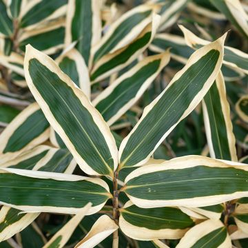 Sasa veitchii - Palmbamboe