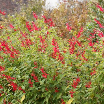 Salvia elegans Pineapple - Ananassalie