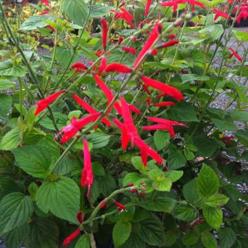 Ananassalie Tangerine  - Salvia elegans