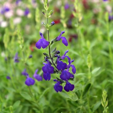 Salvia microphylla Blue Note - Struiksalie