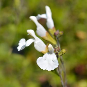 Salvia microphylla Gletsjer - Struiksalie