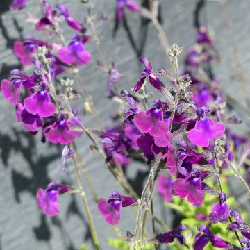 Salvia microphylla Nachtvlinder - Struiksalie