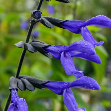 Salvia guaranitica Black and Blue - Reuzensalie