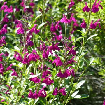 Salvia jamensis Raspberry Royal - Struiksalie