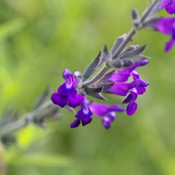 Salvia coahuilensis - Salie