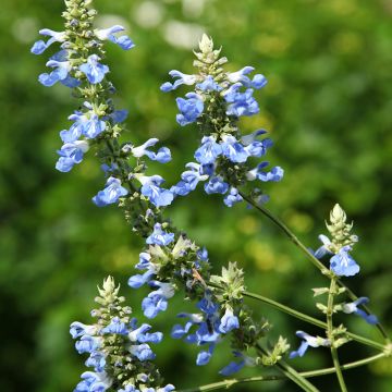 Salvia uliginosa - Moerassalie