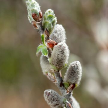 Salix candida Iceberg Alley - Witte wilg