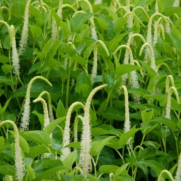 Saururus cernuus - Hagedisstaart