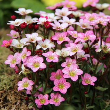 Saxifraga Irish - Mossteenbreek