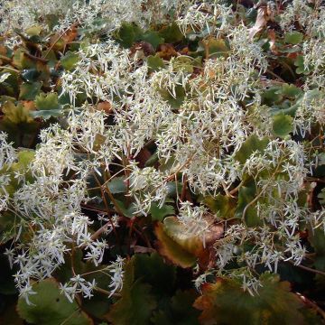 Saxifraga fortunei Wada - Steenbreek