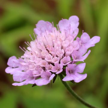 Scabiosa columbaria Pincushion Pink - Duifkruid
