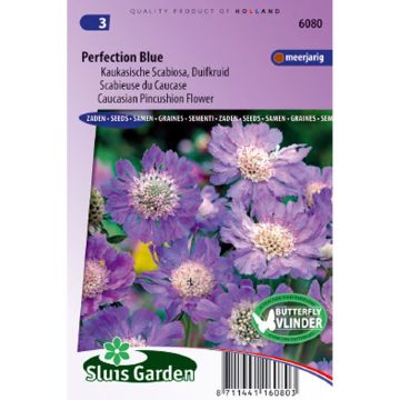 Scabiosa caucasica Perfection Blue (zaad) - Kaukasisch duifkruid