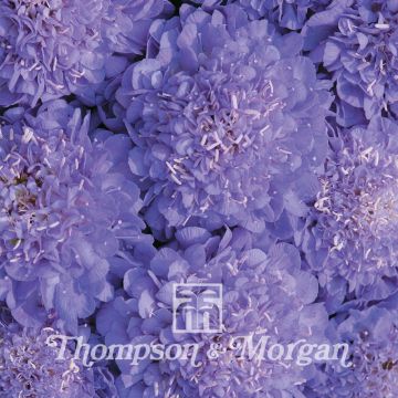 Scabiosa atropurpurea Oxford Blue (zaad) - Duifkruid