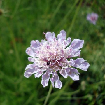 Scabiosa canescens - Duifkruid