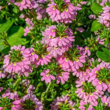 Scaevola aemula Baby Pink Touch - Waaierbloem