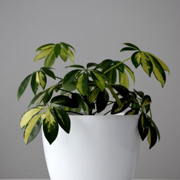 Schefflera Madame De Smet - Vingerboom