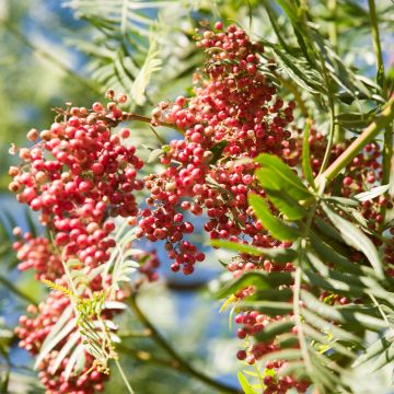 Schinus molle - Peruaanse peper