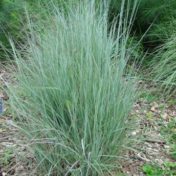 Schizachyrium scoparium - Prairiegras